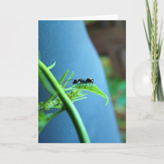Ant on a Leaf Greeting Cards カード (正面)