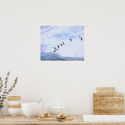 Antarctica, Antarctic Peninsula. Chinstrap ポスター (キッチン)