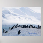 Antarctica Poster ポスター (正面)