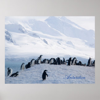 Antarctica Poster ポスター