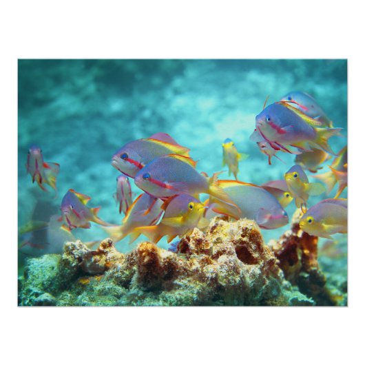 Anthias -カラフルサンゴ礁の魚の学校 | ポスター (正面)