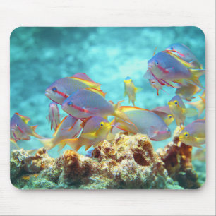 Anthias -カラフルサンゴ礁の魚の学校 マウスパッド