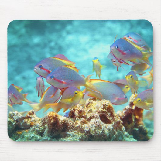Anthias -カラフルサンゴ礁の魚の学校 | マウスパッド (正面)