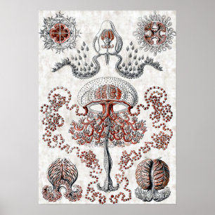 Anthomedusaeポスター ポスター