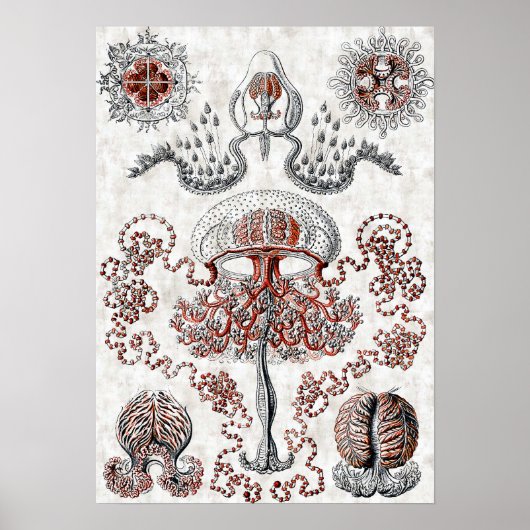 Anthomedusaeポスター ポスター (正面)