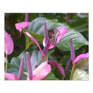 Anthurium Flower with Butterfly 20"x16"写真 フォトプリント