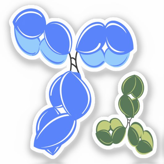 Antibody IgG 1 or 4, blue and green シール (正面)