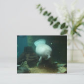 Antilleanマナティー ポストカード (スタンド正面)