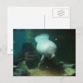 Antilleanマナティー ポストカード (正面/裏面)