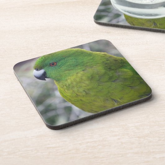 Antipodes島のインコ コースター (左側)