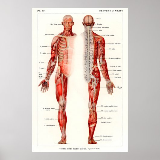 Antique Human Anatomy Art Print 19th Century ポスター (正面)