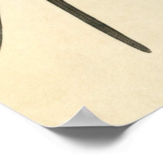 Antique Print of a Swallow ポスター (角)