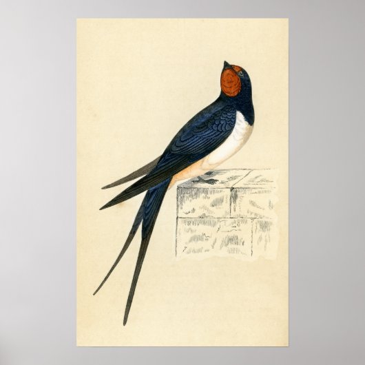 Antique Print of a Swallow ポスター (正面)