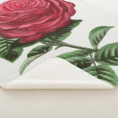 Antique Rose Lithograph, François-Frédéric Grobon シェルパブランケット (3/4)