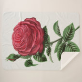 Antique Rose Lithograph, François-Frédéric Grobon シェルパブランケット (正面(横))