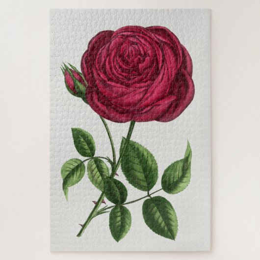 Antique Rose Lithograph, François-Frédéric Grobon ジグソーパズル (縦)