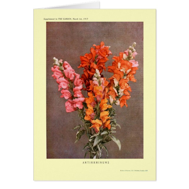 Antirrhinums (正面)