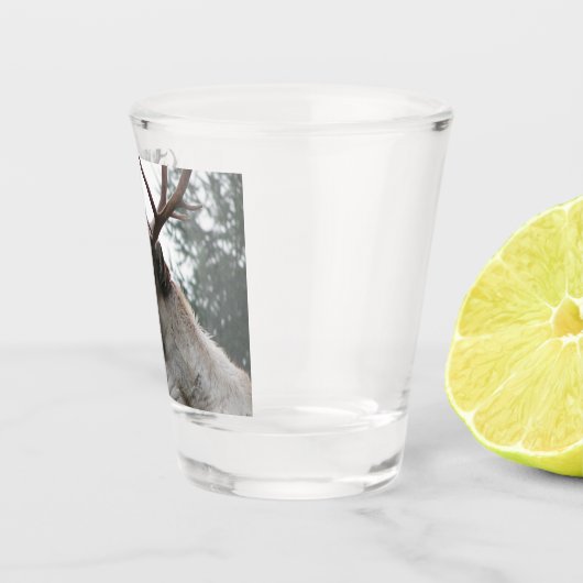 Antlered Caribou写真 ショットグラス (右)
