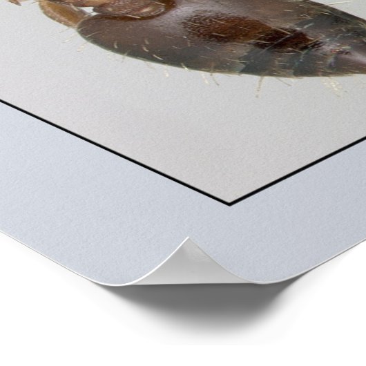 AntWeb Crematogasterハート ポスター (角)