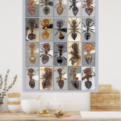 AntWeb Crematogasterハート ポスター (キッチン)