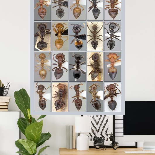 AntWeb Crematogasterハート ポスター (ホームオフィス)