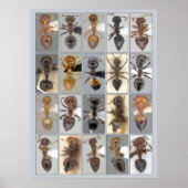 AntWeb Crematogasterハート ポスター (正面)