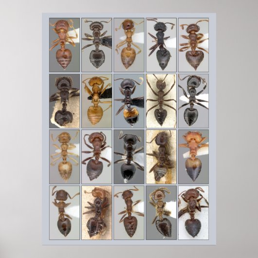 AntWeb Crematogasterハート ポスター (正面)