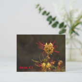 Anza、CAポストカード ポストカード (スタンド正面)