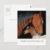 Anza、MareとFoal付きCAポストカード ポストカード (正面/裏面)