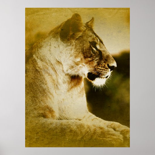 *~* AP23水アート色ゴールデン芸術的ライオネス ポスター (正面)