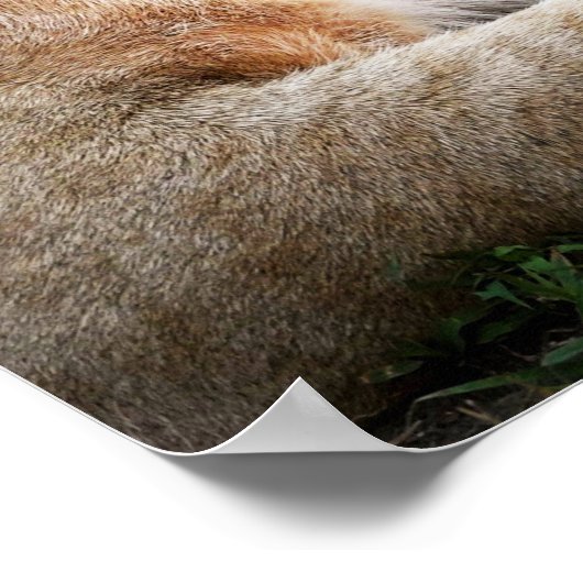 *~* AP23水芸術的色ゴールデンライオアートネス ポスター (角)