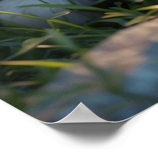 *~* AP68 2:3ネコ猫ネコ子猫かわいい ポスター (角)