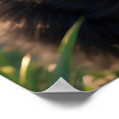 *~* AP68 2:3ネコ猫ネコ子猫ブラックスウィート ポスター (角)