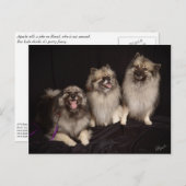 Apacheがジョークのはがきを伝える ポストカード (正面/裏面)