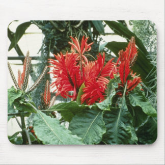AphelandraオレンジTetragona (シマウマの植物)の花 マウスパッド