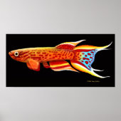 Aphyosemion Australe Killifish Poster ポスター (正面)