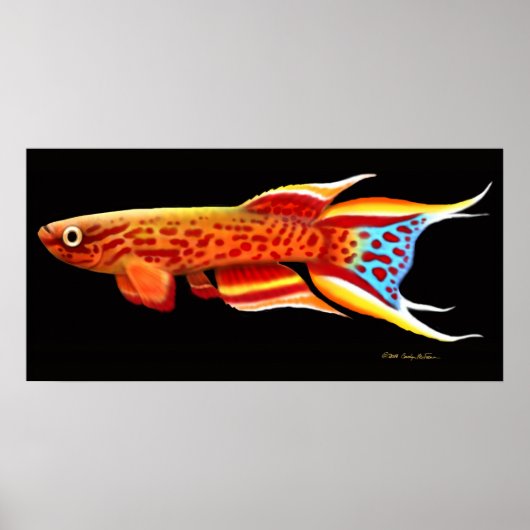 Aphyosemion Australe Killifish Poster ポスター (正面)