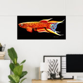 Aphyosemion Australe Killifish Poster ポスター (ホームオフィス)