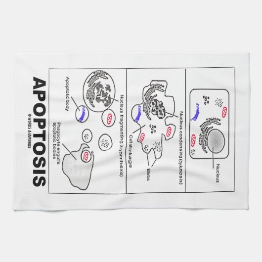 Apoptosisの生物学によってプログラムされる細胞死 キッチンタオル (横)