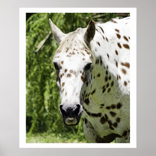 Appaloosaのポートレート、馬の写真撮影 ポスター