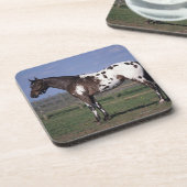 Appaloosaの馬の地位 コースター (左側)