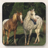 Appaloosaの馬 コースター (正面)