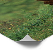 Appaloosa Horse Running in Grassy Field ポスター (角)