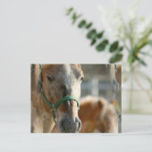 Appaloosasはがきのみ ポストカード (スタンド正面)