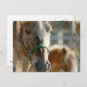 Appaloosasはがきのみ ポストカード (正面/裏面)