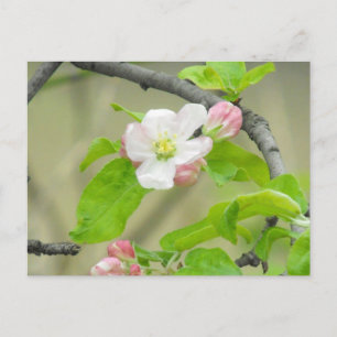 Appleのピンクの花 ポストカード