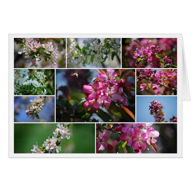 Appleの花および蜂蜜の蜂のコラージュ (正面横)