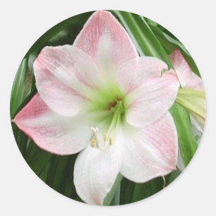 Appleの花のアマリリスのロマンチックなステッカー ラウンドシール