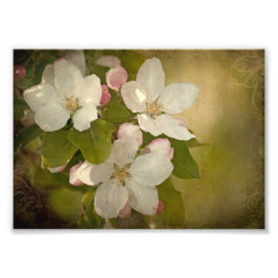 Appleの花の集りの写真のプリント フォトプリント