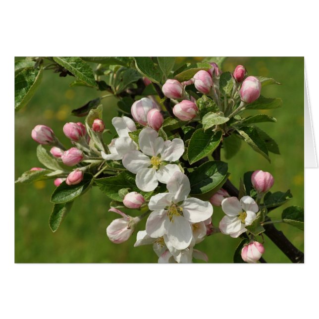 Appleの花カード (正面横)